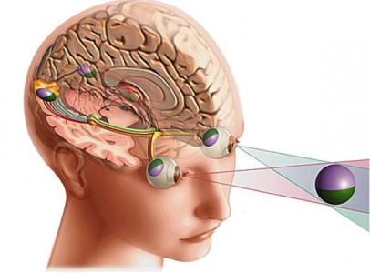 Schéma du cortex visuel chez l'Homme