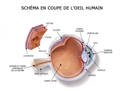 Schéma en coupe de l’œil humain